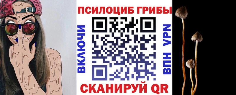darknet клад  Королёв  Псилоцибиновые грибы GOLDEN TEACHER 
